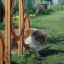 Pies rasy Border Collie przeskakuje przez obręcze agility na zewnątrz.